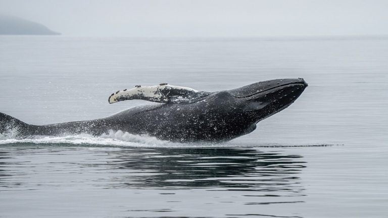 Ethereum Whale Capitulates After 3 Years, Losses Top $19 Million